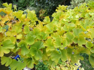 Miłorząb japoński (Ginkgo biloba) Mariken na pniu c7 zdjęcie 4