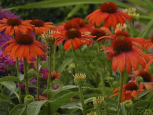 Jeżówka purpurowa (Echinacea) Julia zdjęcie 4