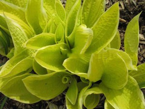 Funkia (Hosta) Saint Elmo's Fire zdjęcie 3