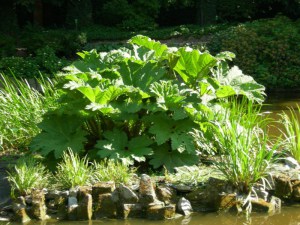 Gunera olbrzymia, parzeplin (Gunnera manicata) 3