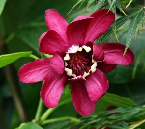 Kielichowiec (Calycanthus) Aphrodite c3 zdjęcie 4