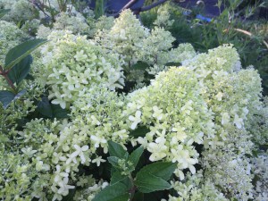 Hortensja bukietowa (Hydrangea) Luna c4 zdjęcie 4
