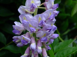 Wisteria kentucka (Wisteria macrostachia) Blue Moon c2 zdjęcie 4