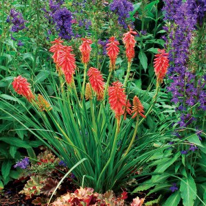 Trytoma (Kniphofia) Redhot Popsicle zdjęcie 4
