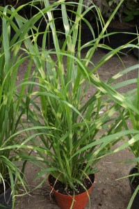 Miskant chiński (Miscanthus chinensis) Apache zdjęcie 4