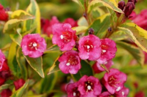 Krzewuszka (Weigela) Brigela c3 zdjęcie 4