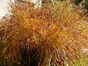 Miskant chiński (Miscanthus sinensis) Purpurascens zdjęcie 8