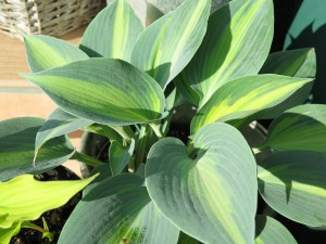 Funkia (Hosta) Grand Marque zdjęcie 3