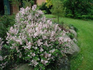 Bez -  lilak (Syringa) Palibin pachnący zdjęcie 4