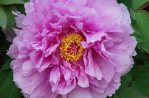 Piwonia drzewiasta (Paeonia suffruticosa) odm. chińska lila zdjęcie 5