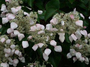 Przywarka japońska ( Schizophragma) Rosea - pnącze do cienia zdjęcie 4