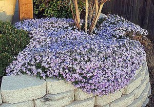 Floks szydlasty (Phlox subulata) Candy Stripes c1 zdjęcie 2