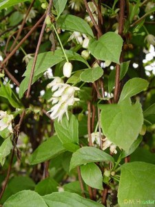 Cytryniec chiński (Schisandra) jadalne owoce c4 zdjęcie 4