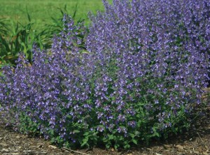 Kocimiętka (Nepeta racemosa) Junior Walker zdjęcie 6