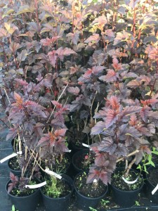 Pęcherznica kalinolistna (Physocarpus opuliofolius) Dart's Gold c2 zdjęcie 1