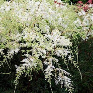 Tawułka pojedynczolistna (Astilbe simplicifolia) White Sensation c2 zdjęcie 1