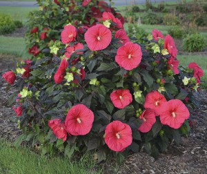 Hibiskus bylinowy (Hibiscus moscheutos) Mars Madness zdjęcie 2