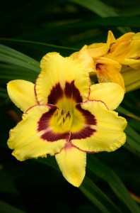 Liliowiec (Hemerocallis) El Desperado c3 zdjęcie 3