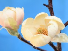 Magnolia Honey Tulip c5 zdjęcie 3