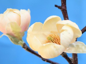 Magnolia Honey Tulip c5 zdjęcie 3