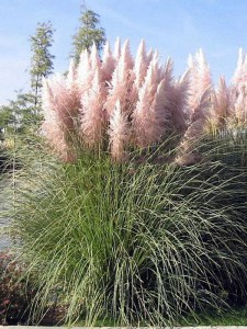 Trawa pampasowa różowa (Cortaderia) trawy ozdobne zdjęcie 4