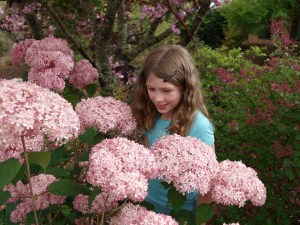 Hortensja drzewiasta Pink Anabelle Invincibelle c3 zdjęcie 3