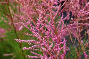 Tamaryszek rozgałęziony (Tamarix ramosissima) Rubra c2 zdjęcie 3
