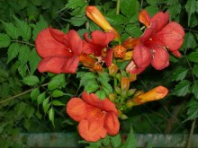 Milin amerykański (Campsis) Florida - roślina pnąca zdjęcie 4
