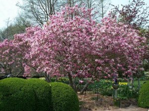 Magnolia George Henry Kern c4 zdjęcie 4