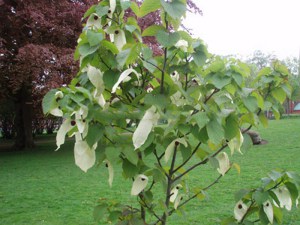 Dawidia chińska (Davidia involucrata) zdjęcie 3