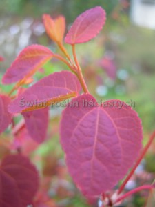 Grujecznik japoński (Cercidyphyllum japonicum) drzewo zdjęcie 3
