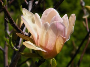 Magnolia Coral Lake c4 zdjęcie 4