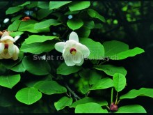 Magnolia Siebolda (Magnolia sieboldii) c5 zdjęcie 3