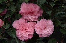Kamelia japońska (Camellia japonica) Mrs Tingley zdjęcie 4