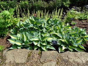 Funkia (Hosta) Touch of Class sadzonka zdjęcie 4