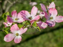 Dereń kwiecisty (Cornus florida) forma czerwona c5 zdjęcie 4