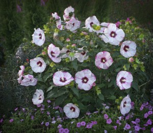 Hibiskus bylinowy (Hibiscus moscheutos) Cherry Cheesecake zdjęcie 4