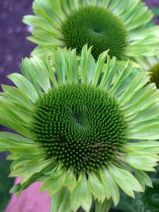 Jeżówka purpurowa (Echinacea) Green Jewel zdjęcie 2