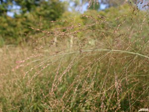 Proso rózgowate (Panicum virgatum) Rehbraun zdjęcie 4