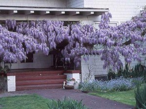 Glicynia chińska (Wisteria chinensis) Prolific zdjęcie 2