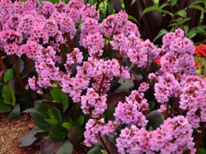 Bergenia sercolistna (Bergenia cordifolia) Flirt zdjęcie 3