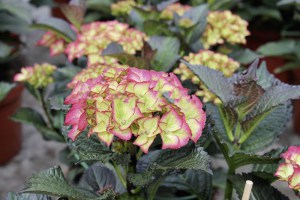 Hortensja ogrodowa (Hydrangea) Red Angel zdjęcie 4