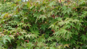 klon palmowy zielony (Acer palmatum) c5 zdjęcie 4