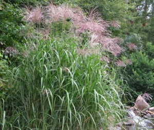 Miskant olbrzymi (Miscanthus giganteus) Floridulus zdjęcie 4