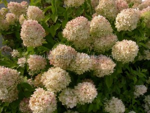 Hortensja bukietowa (Hydrangea paniculata) Grandiflora c3 zdjęcie 4