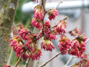 Parocja perska (Parrotia persica) Persian Spire zdjęcie 3