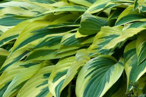 Funkia (Hosta) Lakeside Dragonfly sadzonka 3
