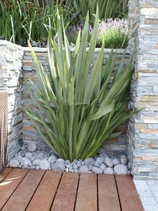 Len nowozelandzki, tęgosz mocny (Phormium tenax) zielonolistny 4