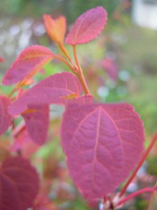 Grujecznik japoński (Cercidiphyllum japonicum) zdjęcie 2