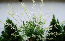 Wierzba (Salix integra) Hakuro Nishiki na pniu zdjęcie 4